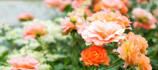 Rosen im Garten