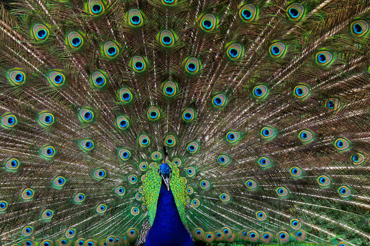 Fototapeta Green beautiful peacock