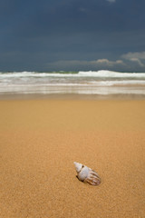 Fototapeta na wymiar Tropical paradise beach with mussels on sand