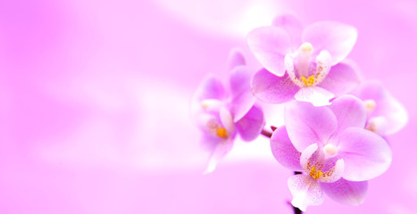 Fototapeta na wymiar Rosa Hintergrund mit Orchideen