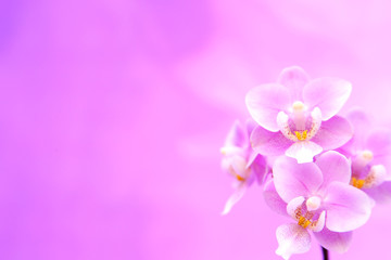 Fototapeta na wymiar Hintergrund mit Blumen