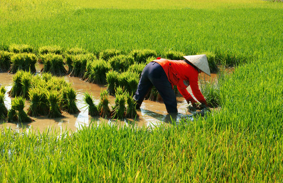 Vietnamese farmer work on rice  field