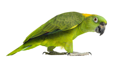 Side view of a Yellow-naped parrot walking (6 years old)
