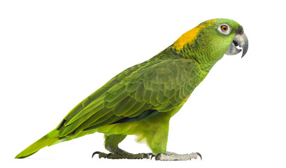 Side view of a Yellow-naped parrot walking (6 years old) - obrazy, fototapety, plakaty