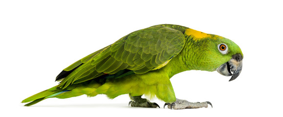 Side view of a Yellow-naped parrot walking (6 years old)