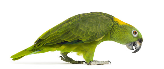 Side view of a Yellow-naped parrot walking (6 years old) © Eric Isselée