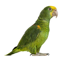Yellow-headed Amazon (6 months old), isolated on white