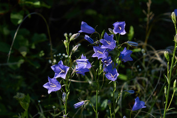 Campanula persicifolia. Persicifolia bell flowers in a forest.