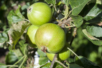 Green Apples on Tree