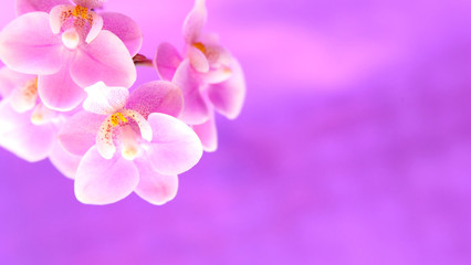 Fototapeta na wymiar Orchideenzweig auf dem rosanem Hintergrund