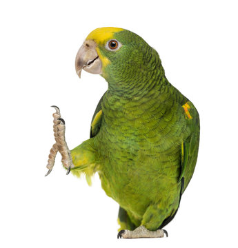 Yellow-headed Amazon (6 months old), isolated on white