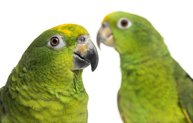 Close-up of a Panama Amazon and Yellow-crowned Amazon isolated o