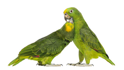Fototapeta premium Panama Amazon and Yellow-crowned Amazon pecking