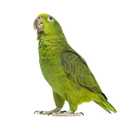 Panama Yellow-headed Amazon (5 months old) isolated on white