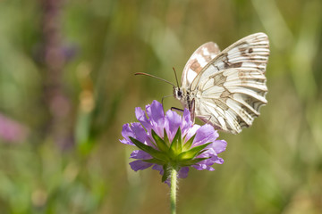 butterfly fly in morning nature