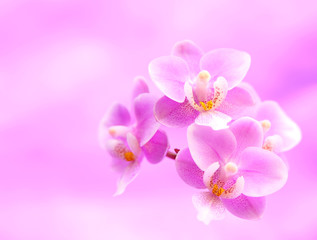 Orchideenblüten