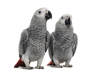 Two African Grey Parrot (3 months old) isolated on white