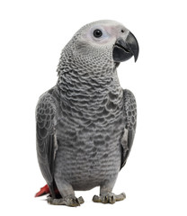 African Grey Parrot (3 months old) isolated on white
