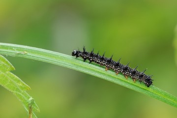 Aglias io, caterpillar