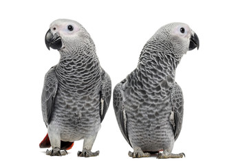 Two African Grey Parrot (3 months old) isolated on white