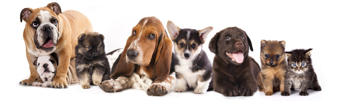 Basset Hound and corgi, labrador, dog,  pomeranian puppies