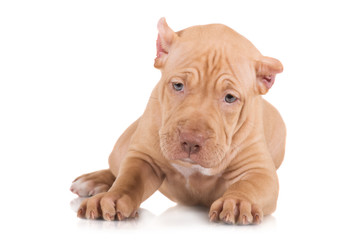 adorable fawn pit bull puppy portrait