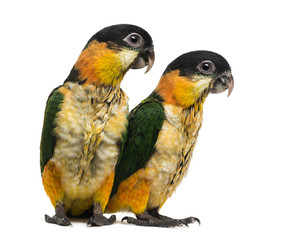 Two Young Black-capped Parrots (10 weeks old) isolated on white