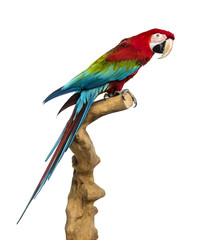 Red-and-green macaw perched on a branch, isolated on white