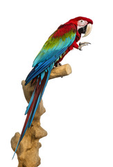 Red-and-green macaw perched on a branch, isolated on white
