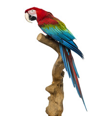 Red-and-green macaw perched on a branch, isolated on white © Eric Isselée