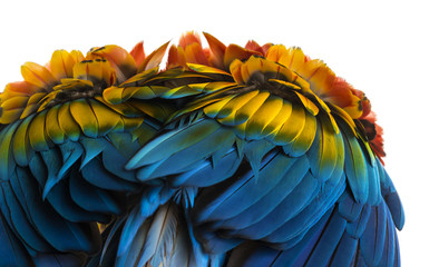 Obraz premium Close-up on a Scarlet Macaw feathers (4 years old) isolated on w