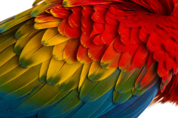 Close-up on a Scarlet Macaw feathers (4 years old) isolated on w © Eric Isselée