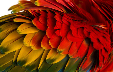 Close-up on a Scarlet Macaw feathers (4 years old) isolated on w