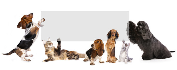 cats and dogs holding a cork banner