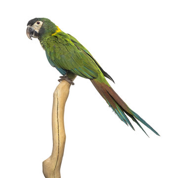Golden-collared macaw perched on a branch, isolated on white