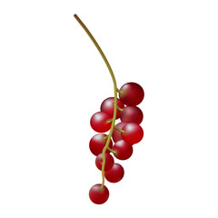 Branch ripe berries of red currant