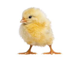 Chick 2 days old