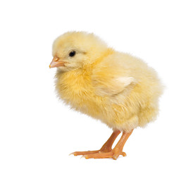 Chick 2 days old