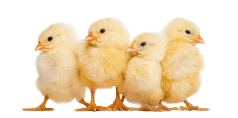 Four Chicks in a row (8 days old), isolated on white