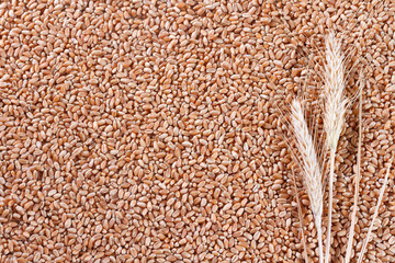 Wheat background with ears
