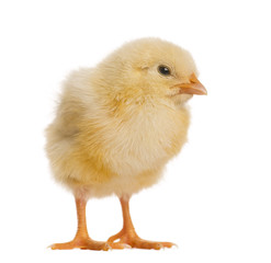 Chick 8 days old, isolated on white