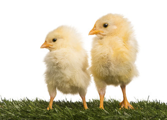 Two Chicks (8 days old) standing in grass