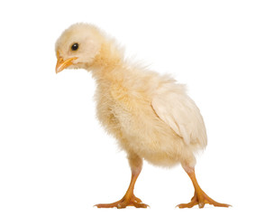 Chick 8 days old, isolated on white