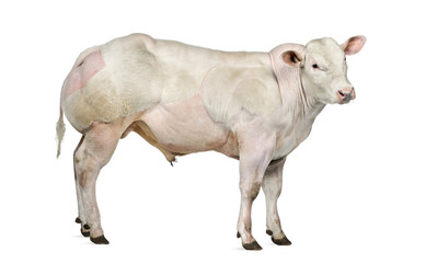 Belgian blue bull (8 months old) isolated on white