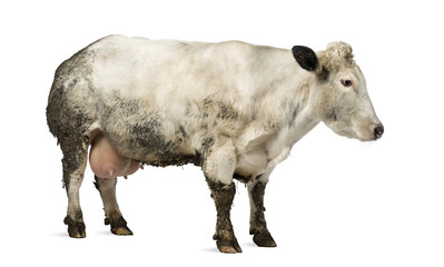 Dirty pregnant Belgian blue cow, isolated on white