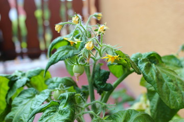 Urban gardening: Junge Tomatenpflanze auf dem Balkon