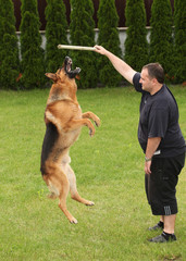Shepherd breed dog jumping up for a stick with a host