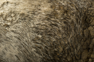 Close-up of Belgian blue cow's dirty hair