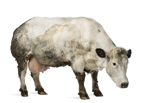 Dirty pregnant Belgian blue cow, isolated on white
