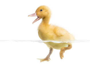 Duckling (7 days old) swimming and quacking, isolated on white